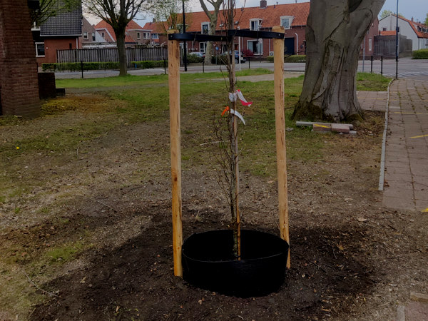 Bomen laten verankeren in Limburg zorgt ervoor dat jouw jonge bomen stevig blijven staan.