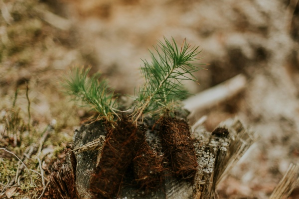 Het uitbesteden van bomen snoeien doe je met een gerust hart aan de gecertificeerde boomverzorgers van Groentechniek Klomp.