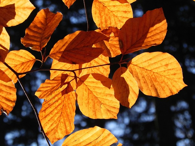 Beukenheg in de herfst