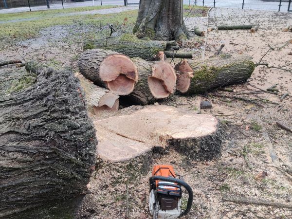 Gezaagde boomstammen en een kettingzaag tijdens het verwijderen van bomen in Hardenberg