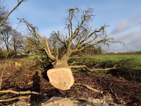 Omgezaagde boom in een weiland in Hoogeveen