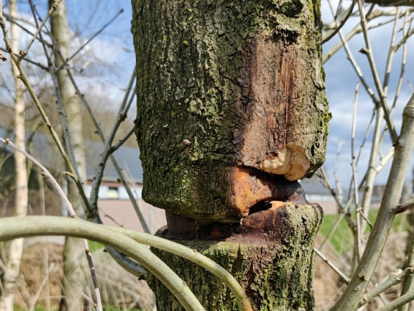 Boomstam met sporen van ziekte of schade in Hoogeveen