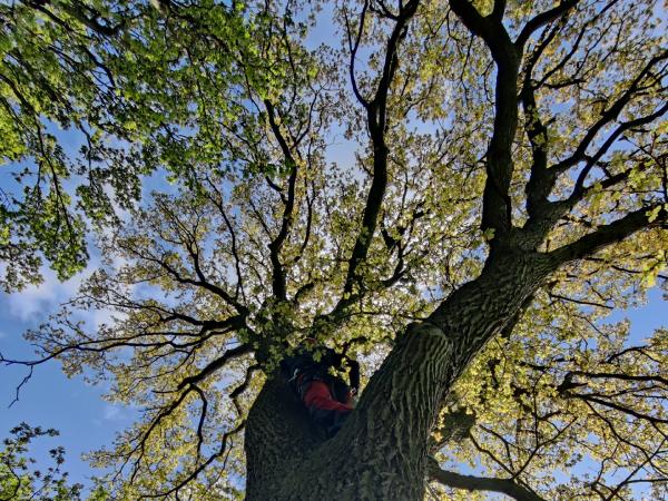 Boomverzorger klimmend in een boom tijdens snoeiwerkzaamheden in Hardenberg