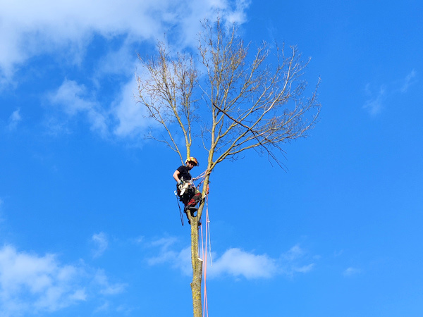 Boomspecialist van Groentechniek Klomp bezig met het snoeien van een boom