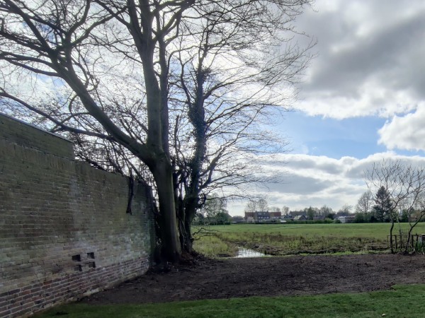 Grote boom naast een stenen muur in Hoogeveen