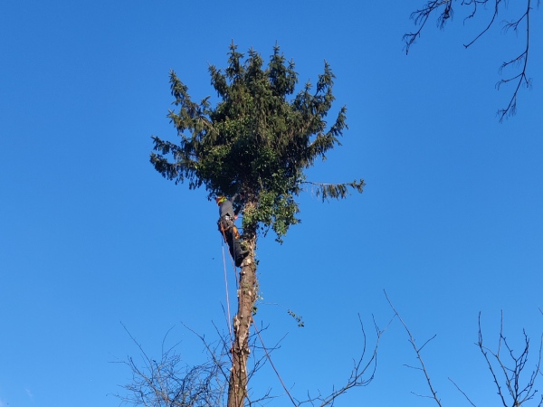 Een goed verzorgde boomtop voor een helder blauwe lucht