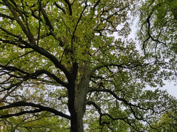 Grote, groene boomkroon in Hoogeveen