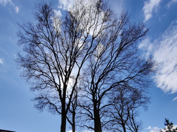 Bomen met kale takken tegen een blauwe lucht in Hoogeveen