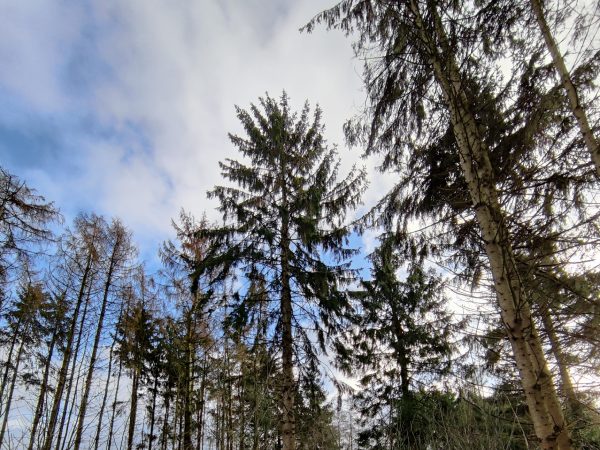 Bomen in een bosgebied met een blauwe lucht in Hardenberg