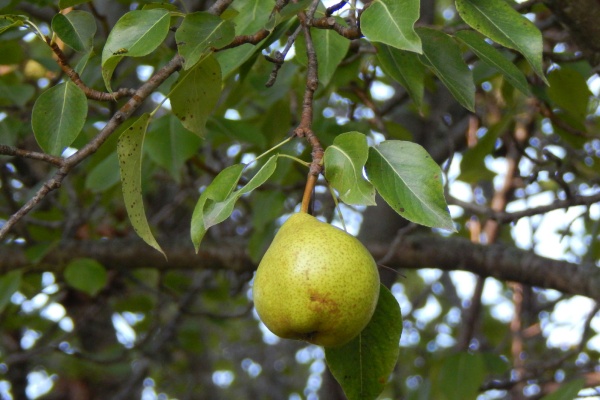 Een close-up van een perenboom