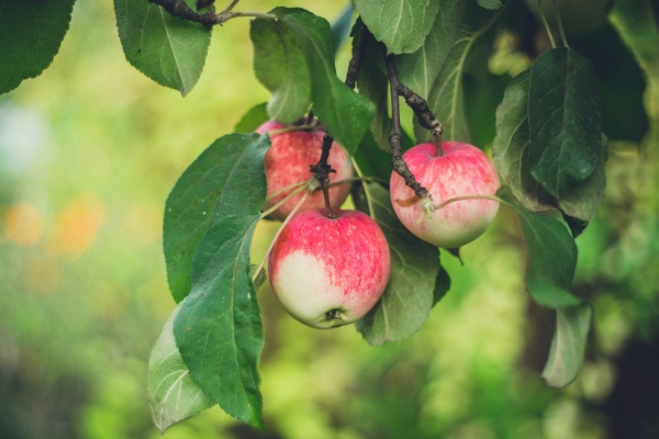 Een close-up van een appelboom