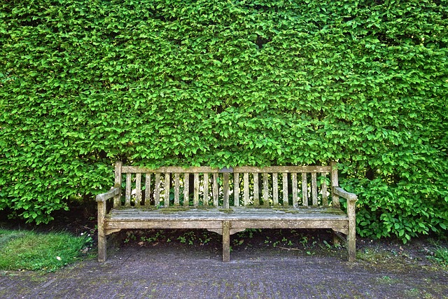 Gesnoeide haagbeuk met een houten bankje ervoor