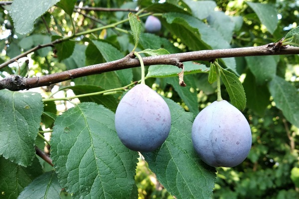 Een close-up van een pruimenboom