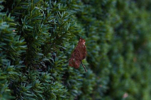 Een close up van de taxus haag