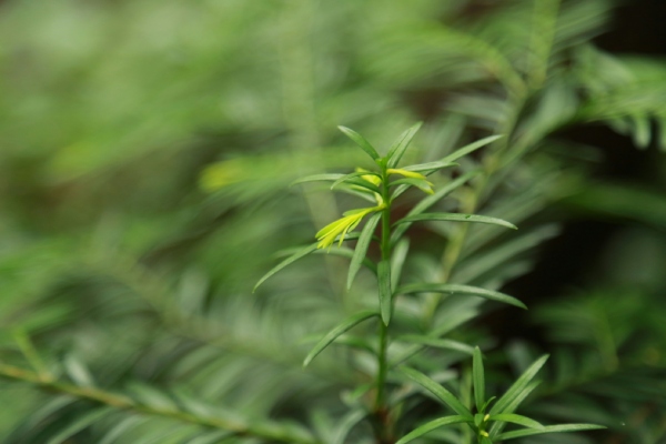 Een close up van een taxus takje