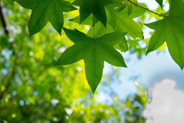 Een close up van een groen esdoorn blad