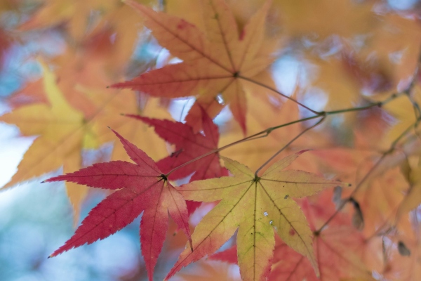 De japanse esdoorn snoeien kan op verschillende manieren