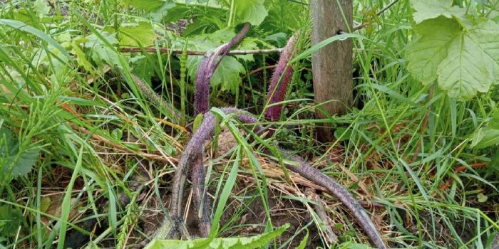 Bestreden, verwelkte stengels van de reuzenberenklauw die zichtbaar zijn tussen ander groen in een veld