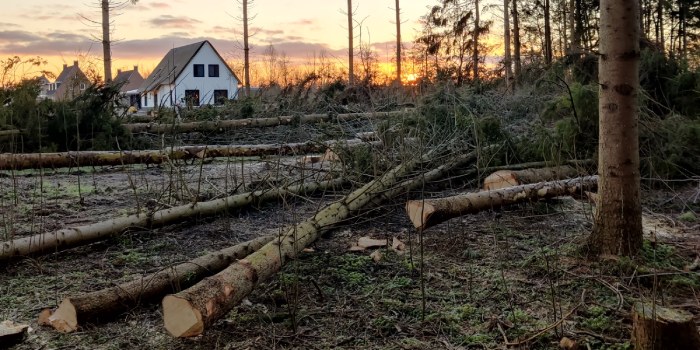 Bosrand met meerdere gekapte bomen met in de achtergrond huizen en een zonsondergang