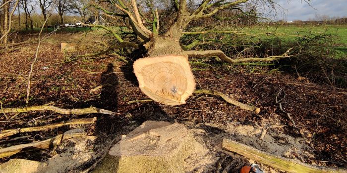 Gevelde boom ligt naast de boomstronk