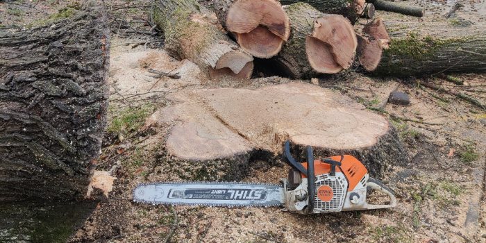 Stobbe van een boom steekt boven de grond uit met daarnaast de stam en een kettingzaag