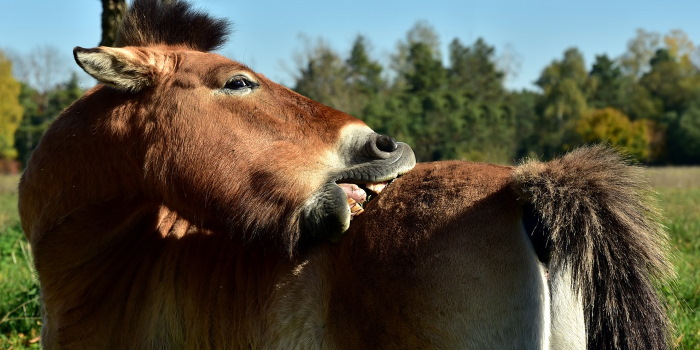 Overmatige jeukklachten van je paard kunnen duiden op contact met de eikenprocessierups