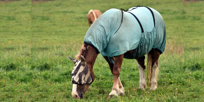 Met een deken voor je paard, kun je voorkomen dat de brandharen zich hechten aan de huid