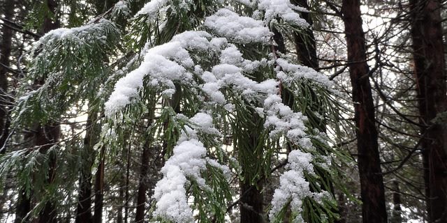 Beter geen bomen snoeien in de winter