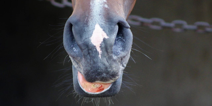 Eén van de symptomen van eikenprocessierupsen bij paarden zijn de rode plekken en blaasjes op de tong van het paard