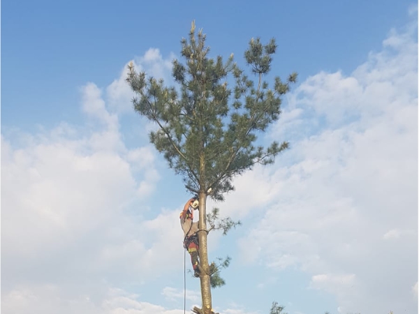 boomverzorger van groentechniek klomp hoog in de boom in Zuidwolde bezig met snoeiwerkzaamheden