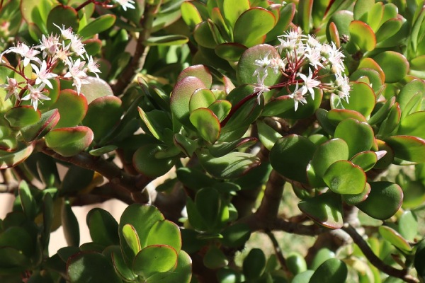 Groeiende watercrassula