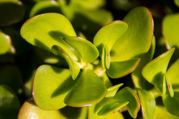 Close-up van watercrassula in een natuurlijke wateromgeving 