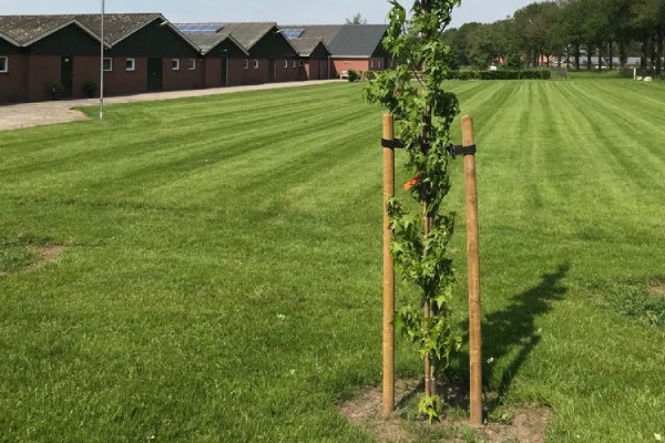 Het planten van jouw bomen is voor de gecertificeerde boomverzorgers van Groentechniek Klomp geen probleem.